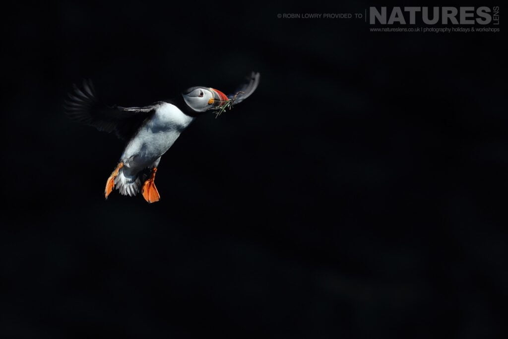 An Atlantic Flies In With Nesting Material This Image Was Captured During A Natureslens Atlantic Puffins Photography Holiday