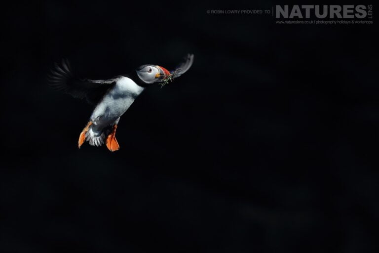 Atlantic Puffins Of Fair Isle