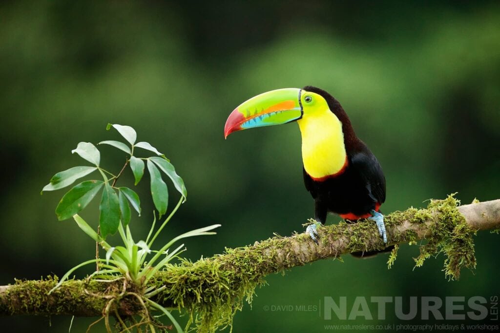  Discover why the Toucans in Costa Rica are absolutely stunning with NaturesLens in {acf_year}