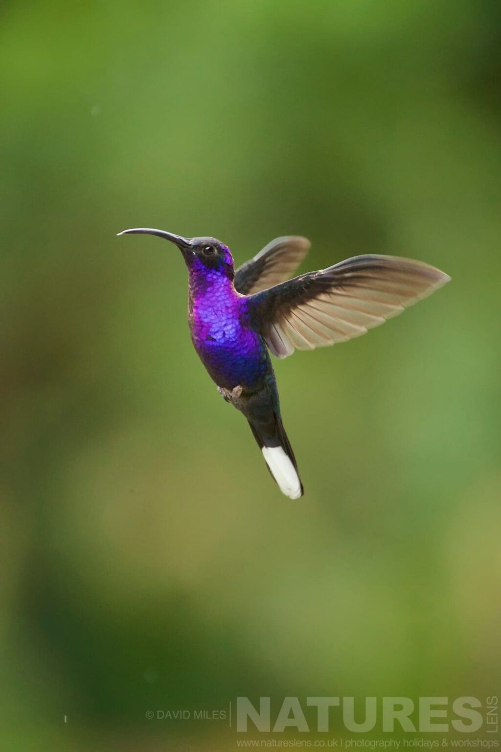 A Violet Sabrewing Hummingbird In Flight Typical Of The Kind Of Image We Hope You Will Capture During Our Costa Rican Wildlife Photography Holiday