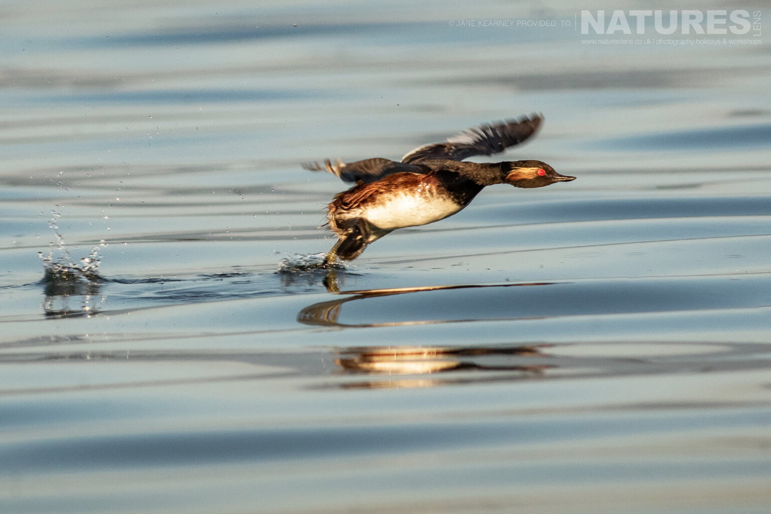 A Black Necked Grebe Takes Flight Photographed By Jane Kearney During The Natureslens Spring Birds Of Lake Kerkini Photography Holiday