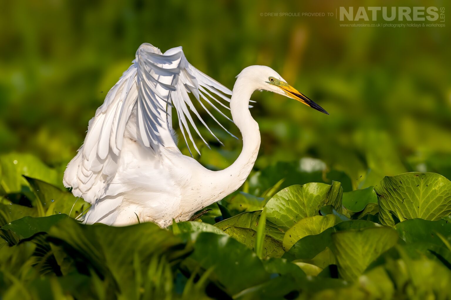 A Great White Egret fishing - typical of the kind of image you will capture during the Danube Delta Photography trip