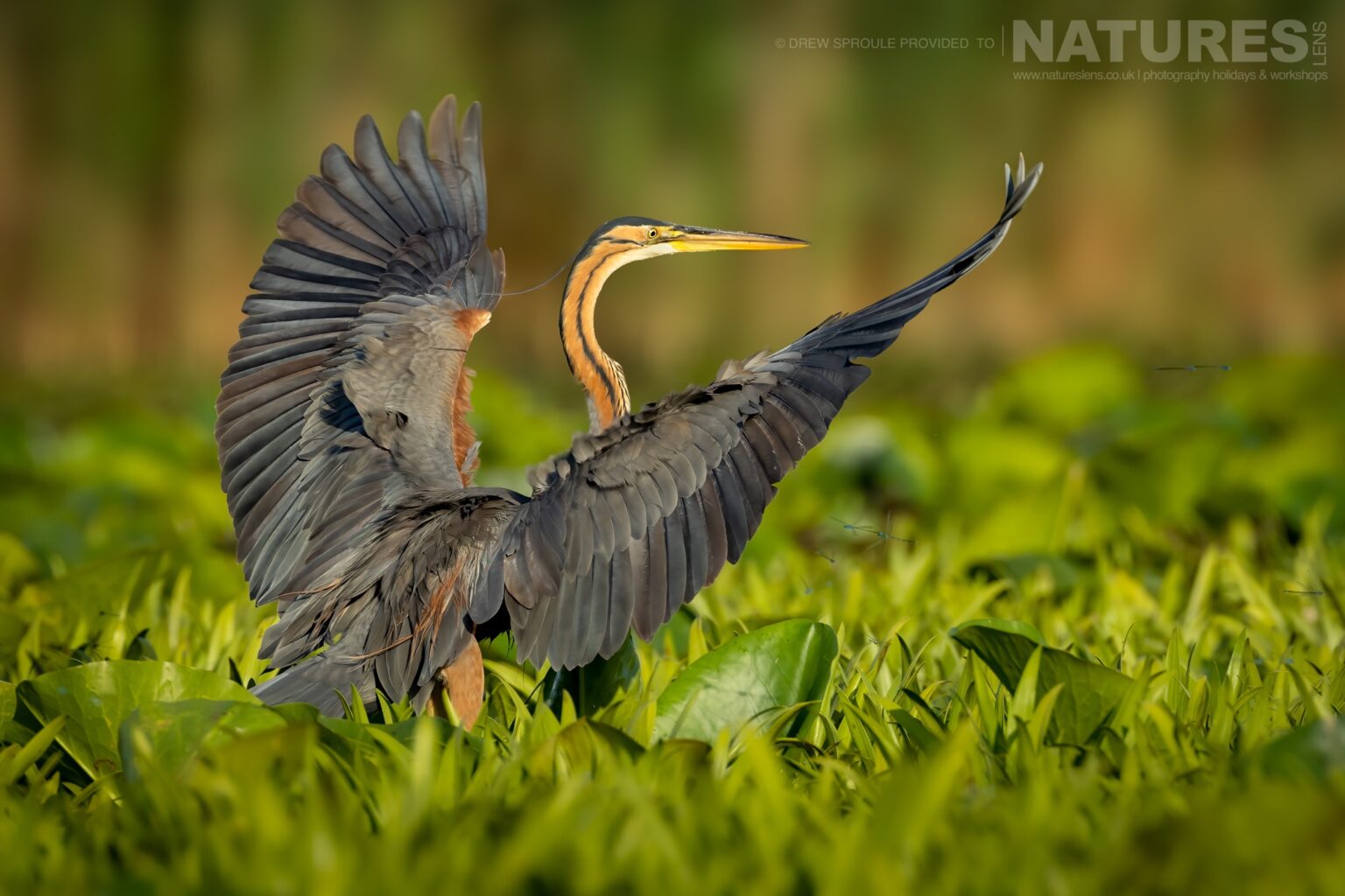 A Purple Heron Having Just Landed Typical Of The Kind Of Image You Will Capture During The Danube Delta Bird Photography Trip