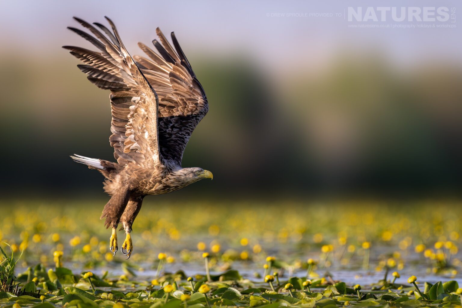 A White-Tailed Eagle takes flight - typical of the kind of image you will capture during the Danube Delta Photography trip