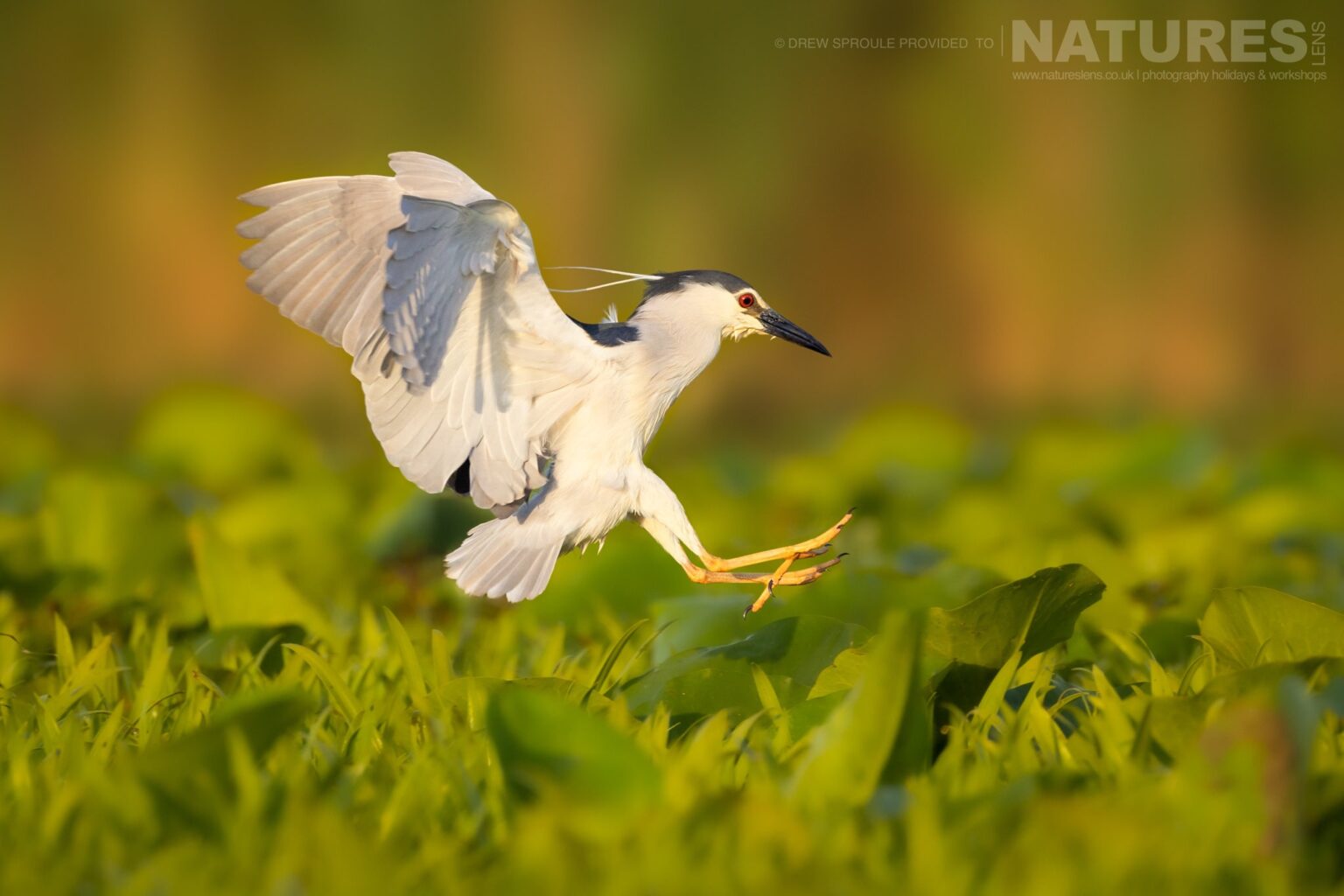 A gorgeous Night Heron comes in for a landing - typical of the kind of image you will capture during the Danube Delta Photography trip