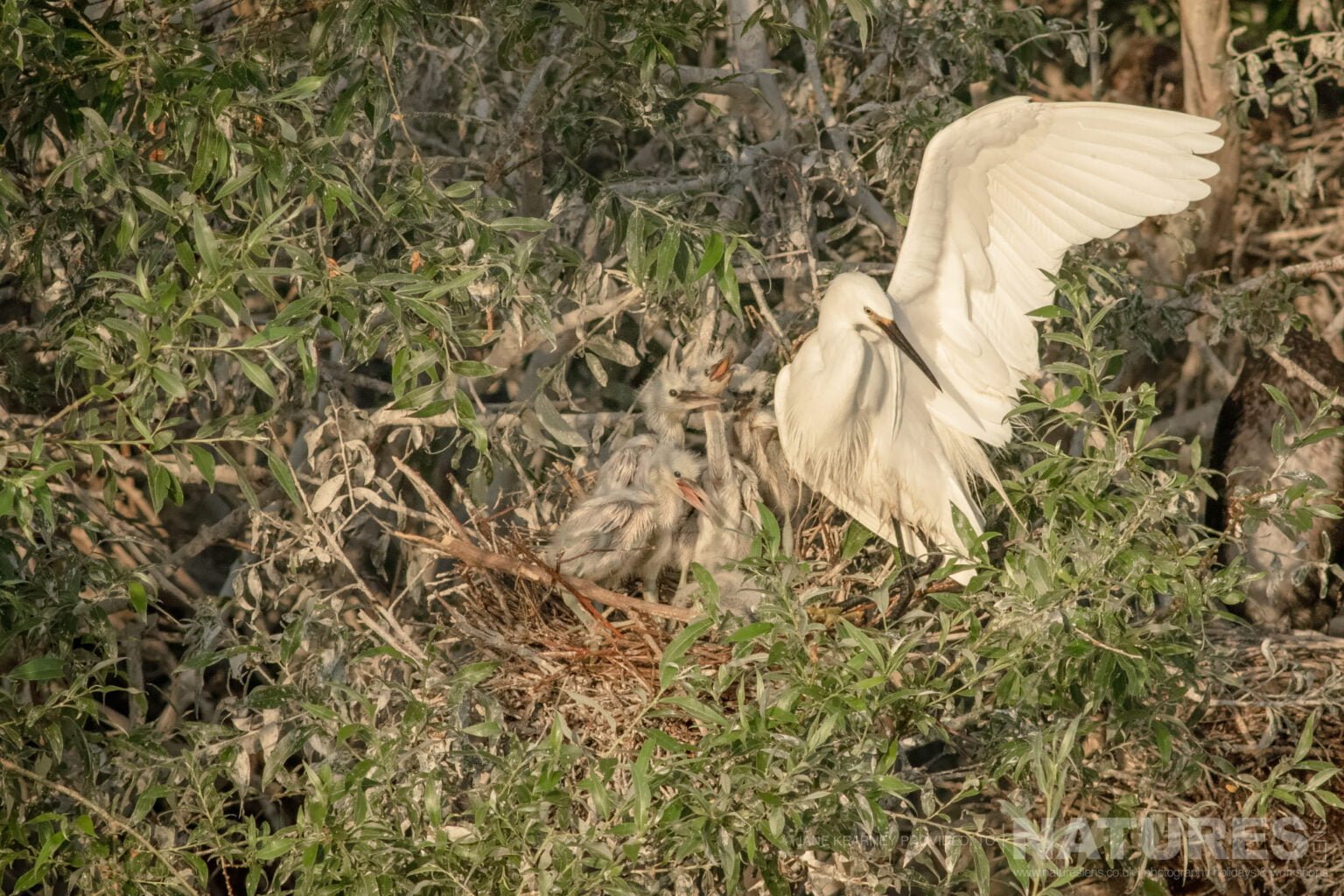 A Little Egret With A Nest Full Of It's Chicks Photographed By Jane Kearney During The Natureslens Spring Birds Of Lake Kerkini Photography Holiday