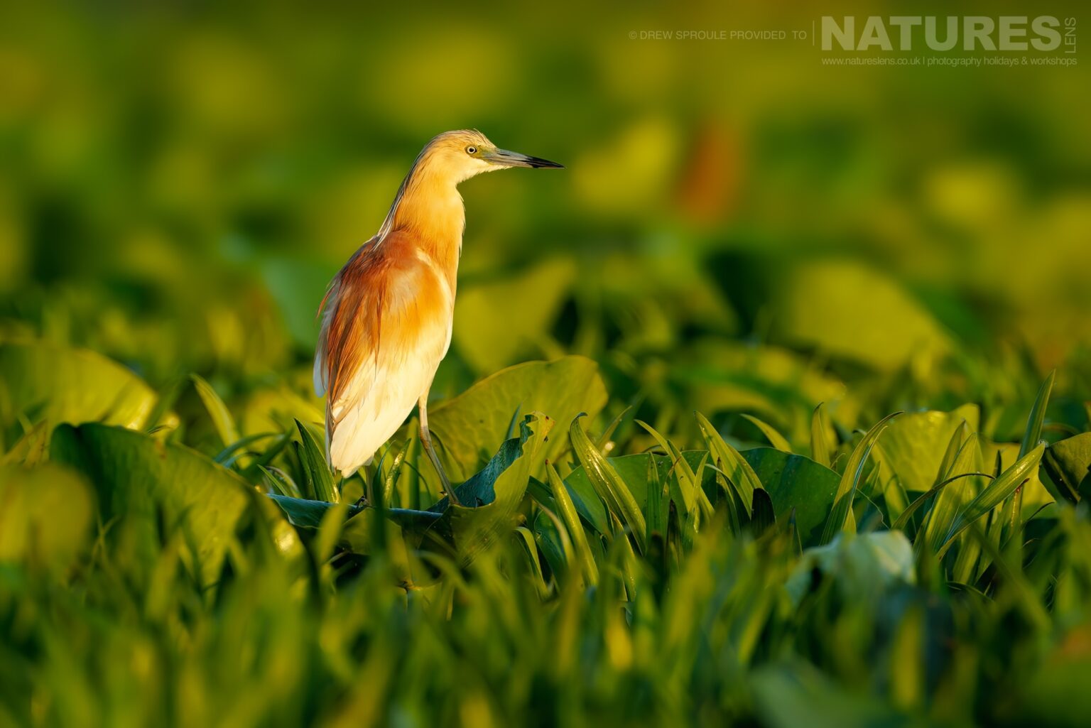 A Peaceful Portrait Of A Squacco Heron Typical Of The Kind Of Image You Will Capture During The Danube Delta Bird Photography Trip