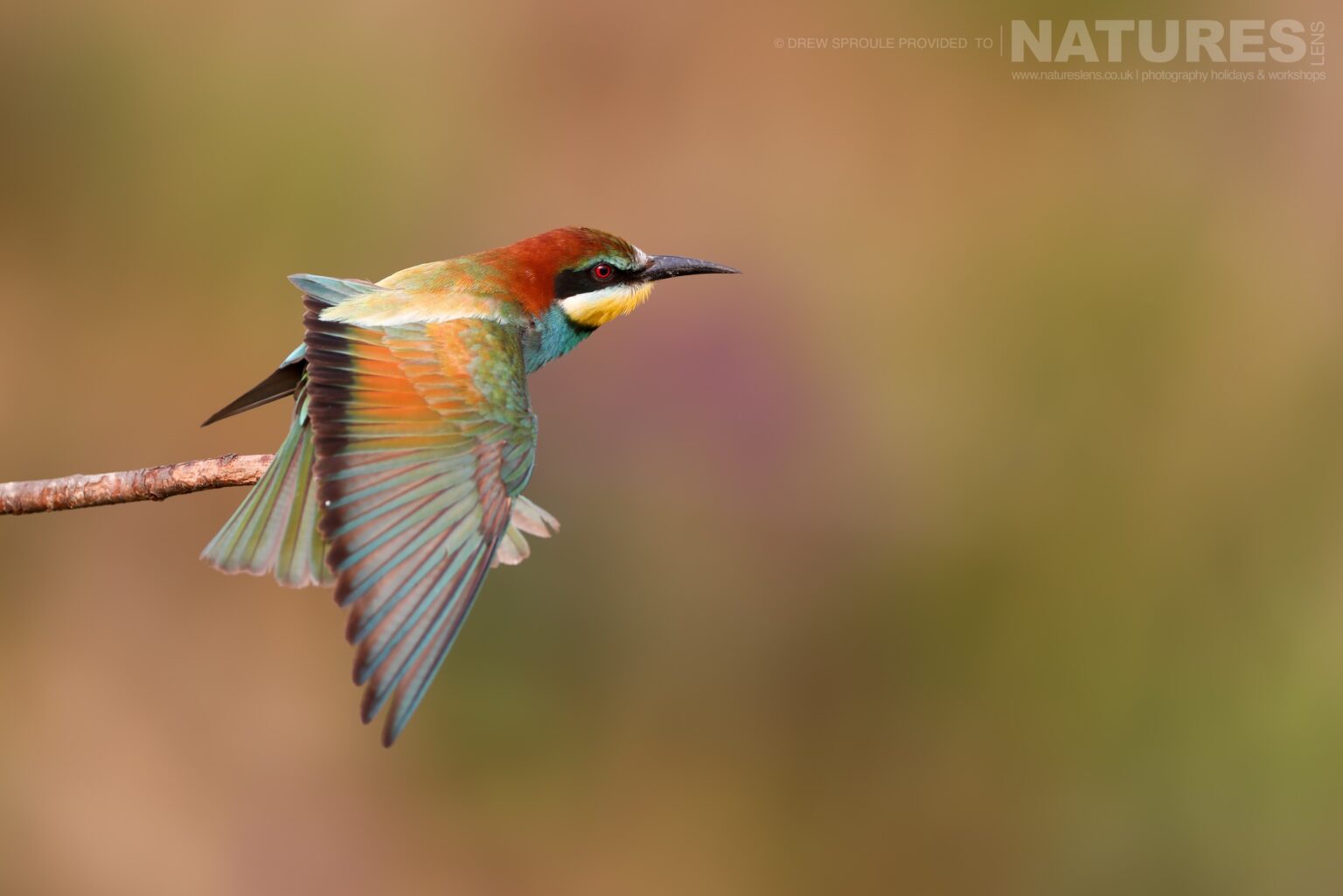 A perched bee-eater - typical of the kind of image you will capture during the Danube Delta Photography trip