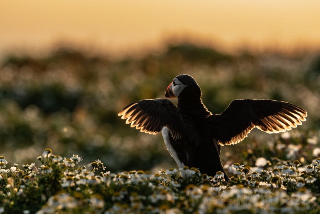 Seeking a new wildlife photography guide to join our team with NaturesLens in {acf_year}