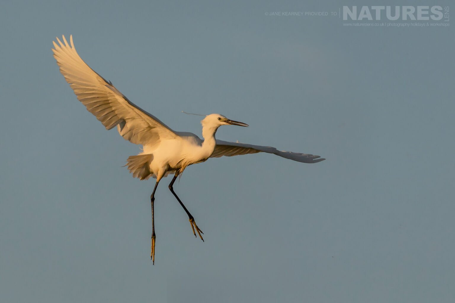 One Of Kerkini's Little Egrets Flies Past The Boat Photographed By Jane Kearney During The Natureslens Spring Birds Of Lake Kerkini Photography Holiday