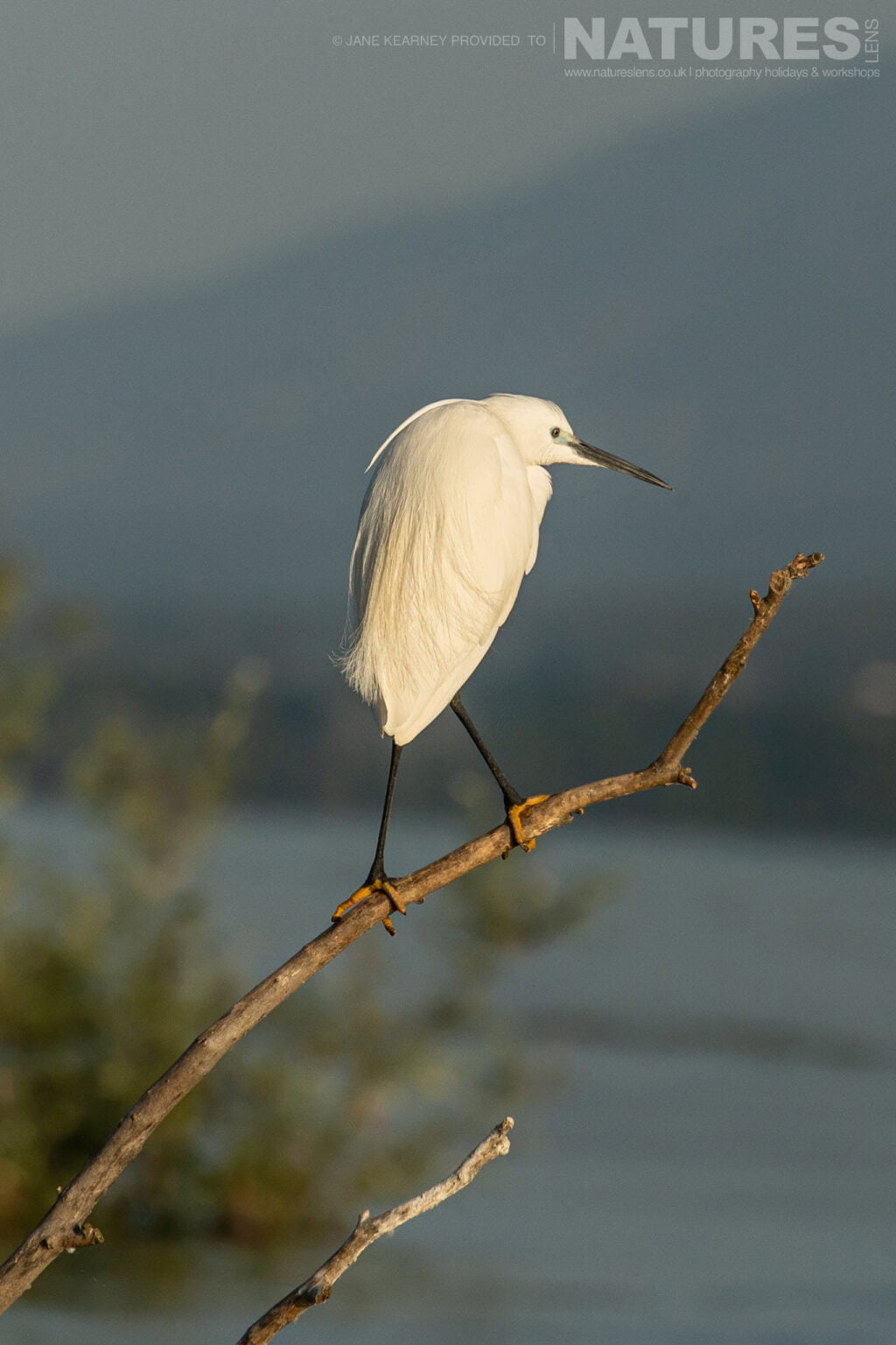 One Of Lake Kerkinis Little Egrets Complete With Breeding Age Head Plumes Photographed By Jane Kearney During The Natureslens Spring Birds Of Lake Kerkini Photography Holiday