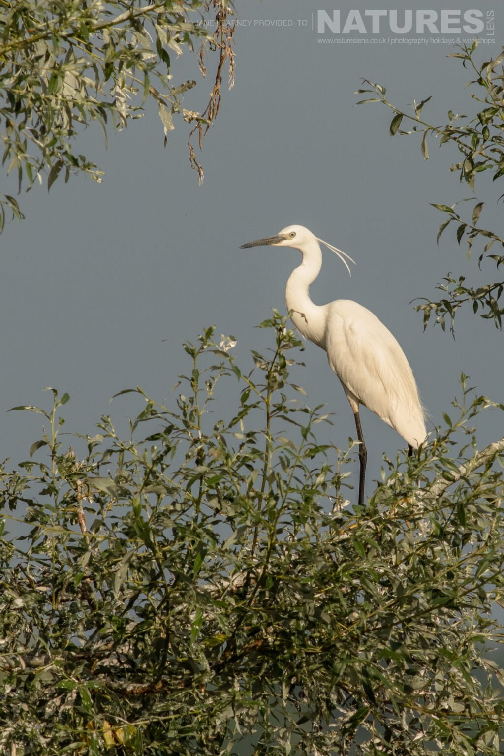 One Of Lake Kerkinis Little Egrets Complete With Head Plumes Perches Photographed By Jane Kearney During The Natureslens Spring Birds Of Lake Kerkini Photography Holiday