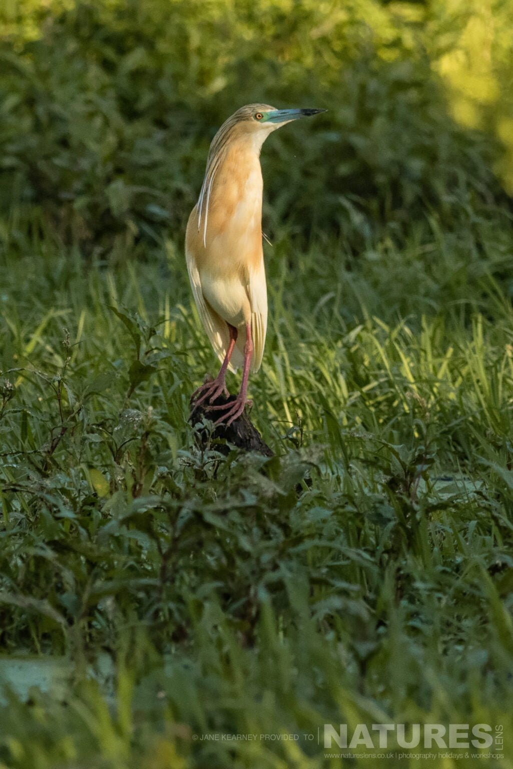 One Of Lake Kerkinis Squacco Herons Posed On The Lakeside Photographed By Jane Kearney During The Natureslens Spring Birds Of Lake Kerkini Photography Holiday