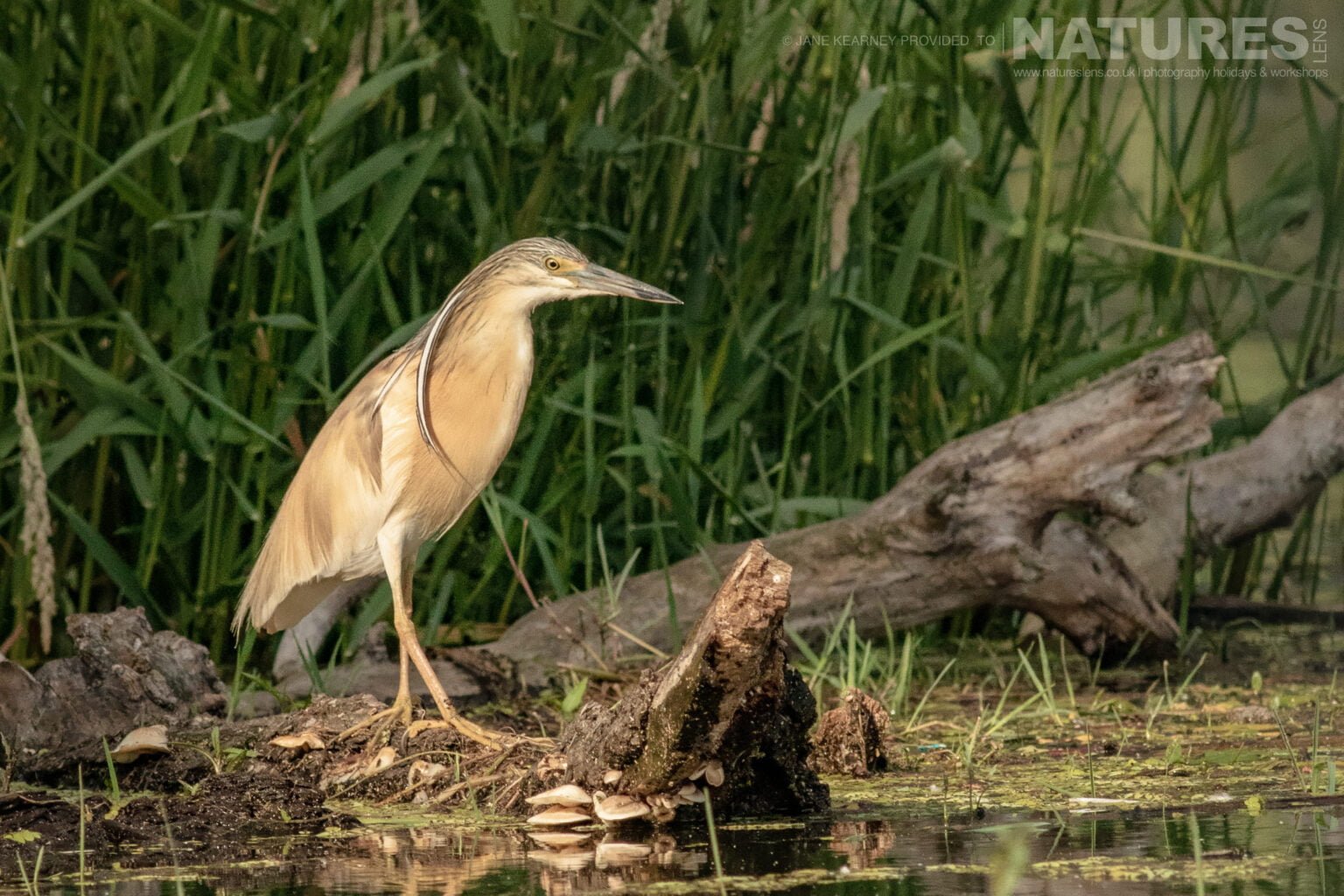 One Of Lake Kerkinis Squacco Herons Poses Amongst Fallen Trees On The Lakeside Photographed By Jane Kearney During The Natureslens Spring Birds Of Lake Kerkini Photography Holiday