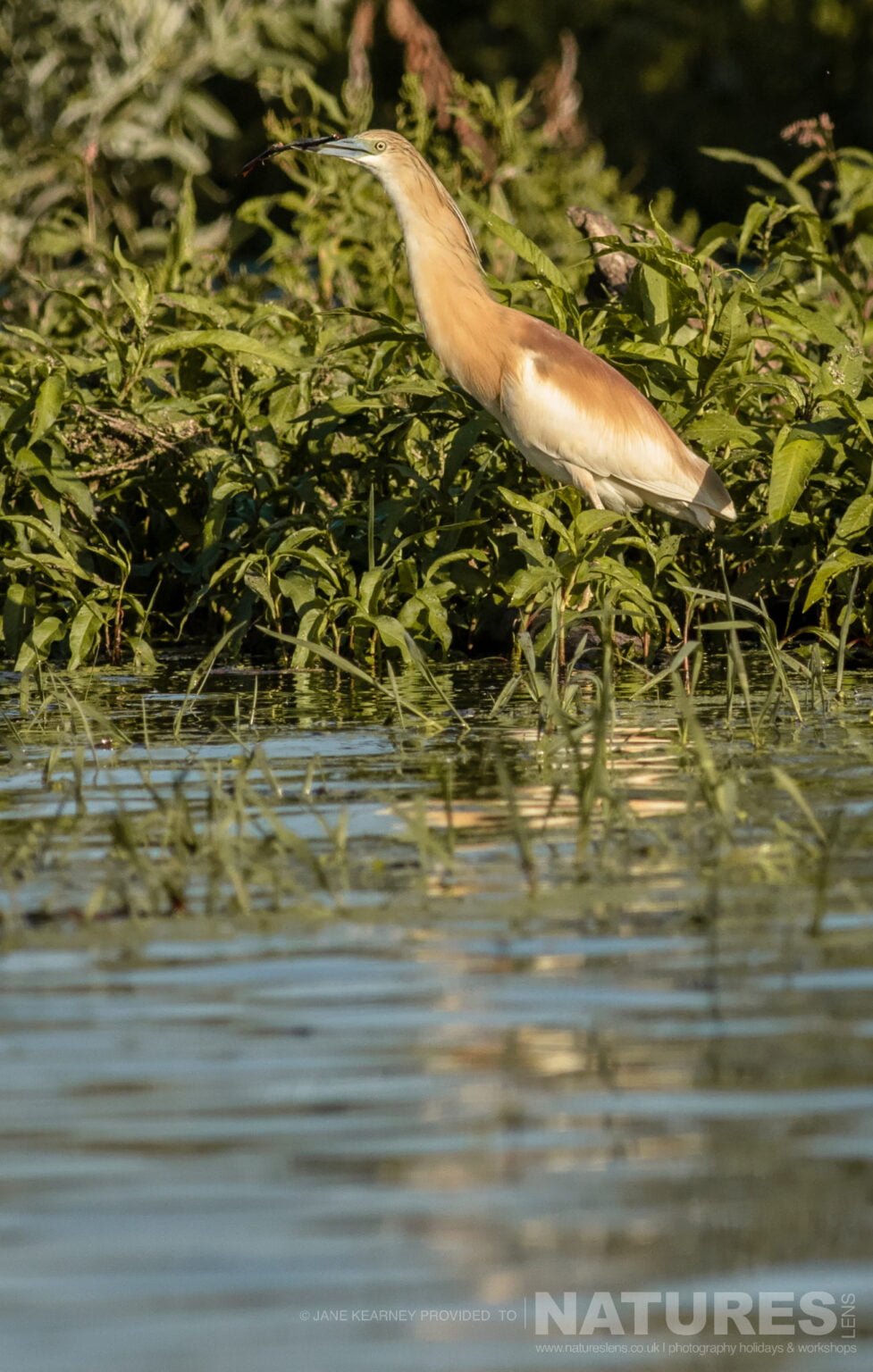 One Of Lake Kerkinis Fantastic Squacco Herons Amongst The Lakeside Vegetation Photographed By Jane Kearney During The Natureslens Spring Birds Of Lake Kerkini Photography Holiday