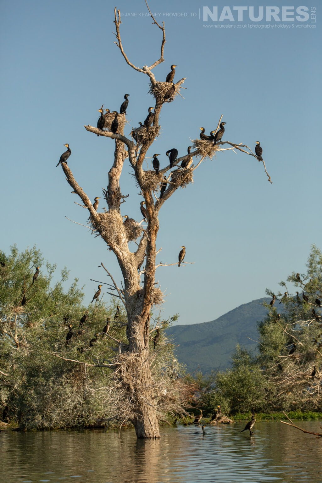 One Of The Many Trees That Are Used As A Nesting Site Photographed By Jane Kearney During The Natureslens Spring Birds Of Lake Kerkini Photography Holiday