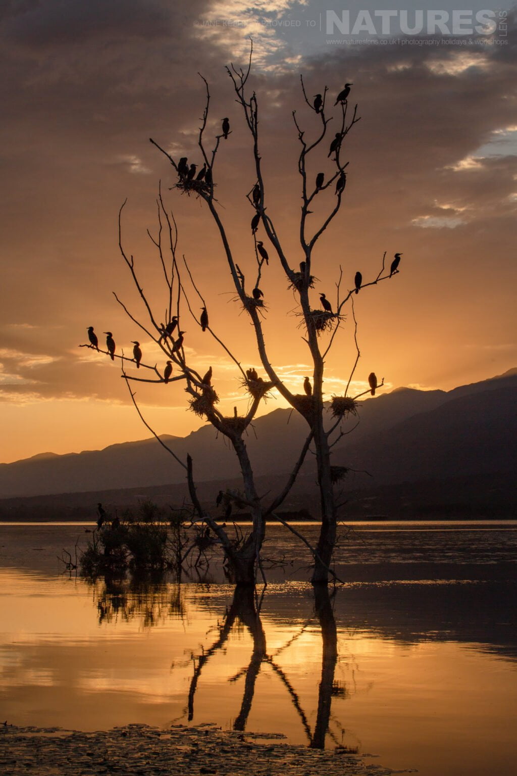 One Of The Nesting Trees On The Lake At Sunset Photographed By Jane Kearney During The Natureslens Spring Birds Of Lake Kerkini Photography Holiday