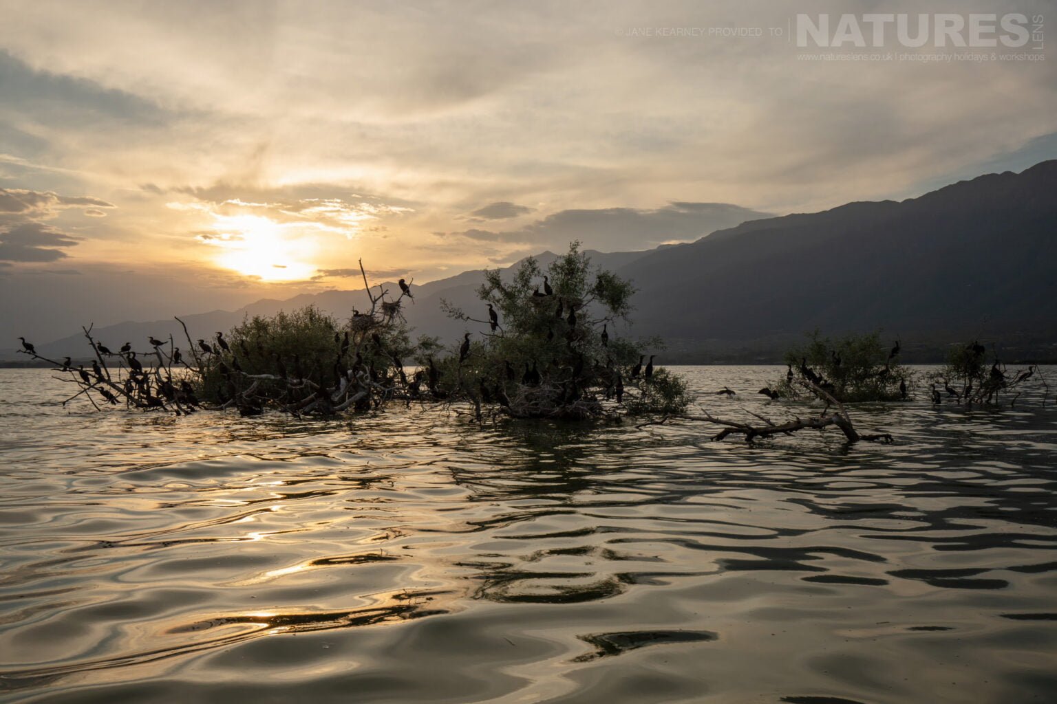 The Nesting Trees At Sunrise Photographed By Jane Kearney During The Natureslens Spring Birds Of Lake Kerkini Photography Holiday