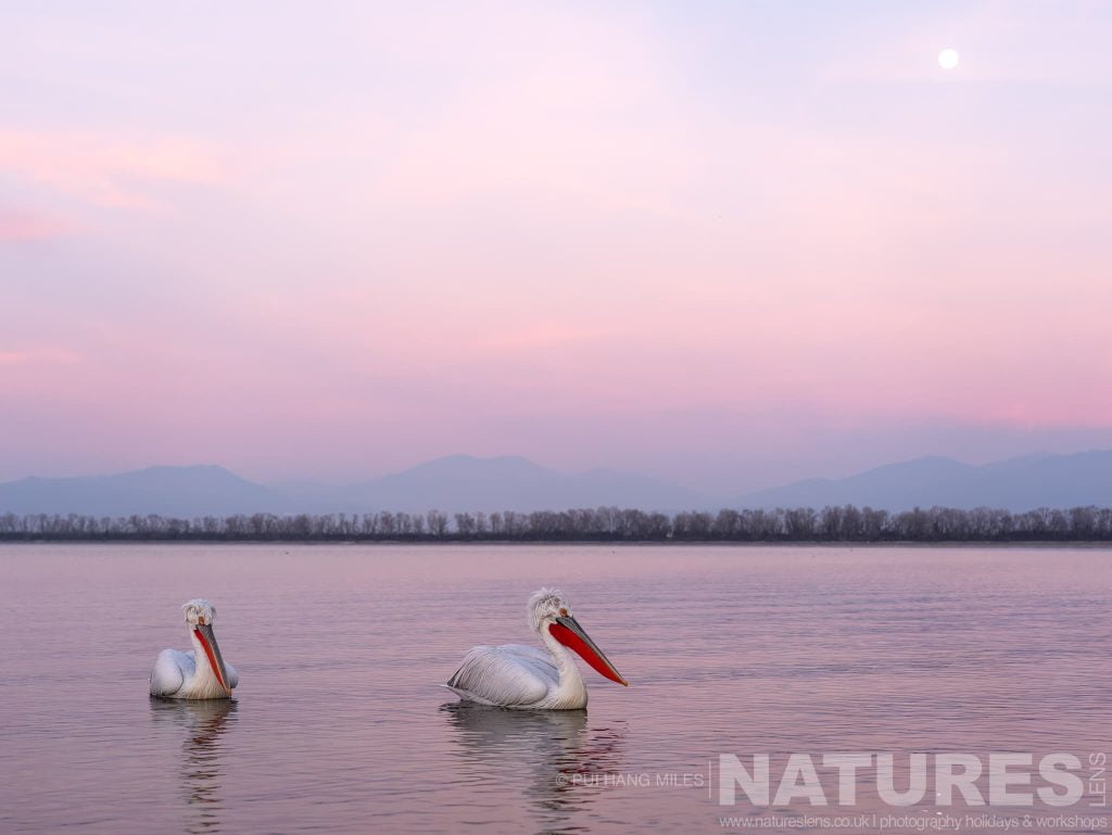 A Duo Of The Dalmatian Pelicans Of Greece Drifting On The Waters Of Lake Kerkini Under The Moon