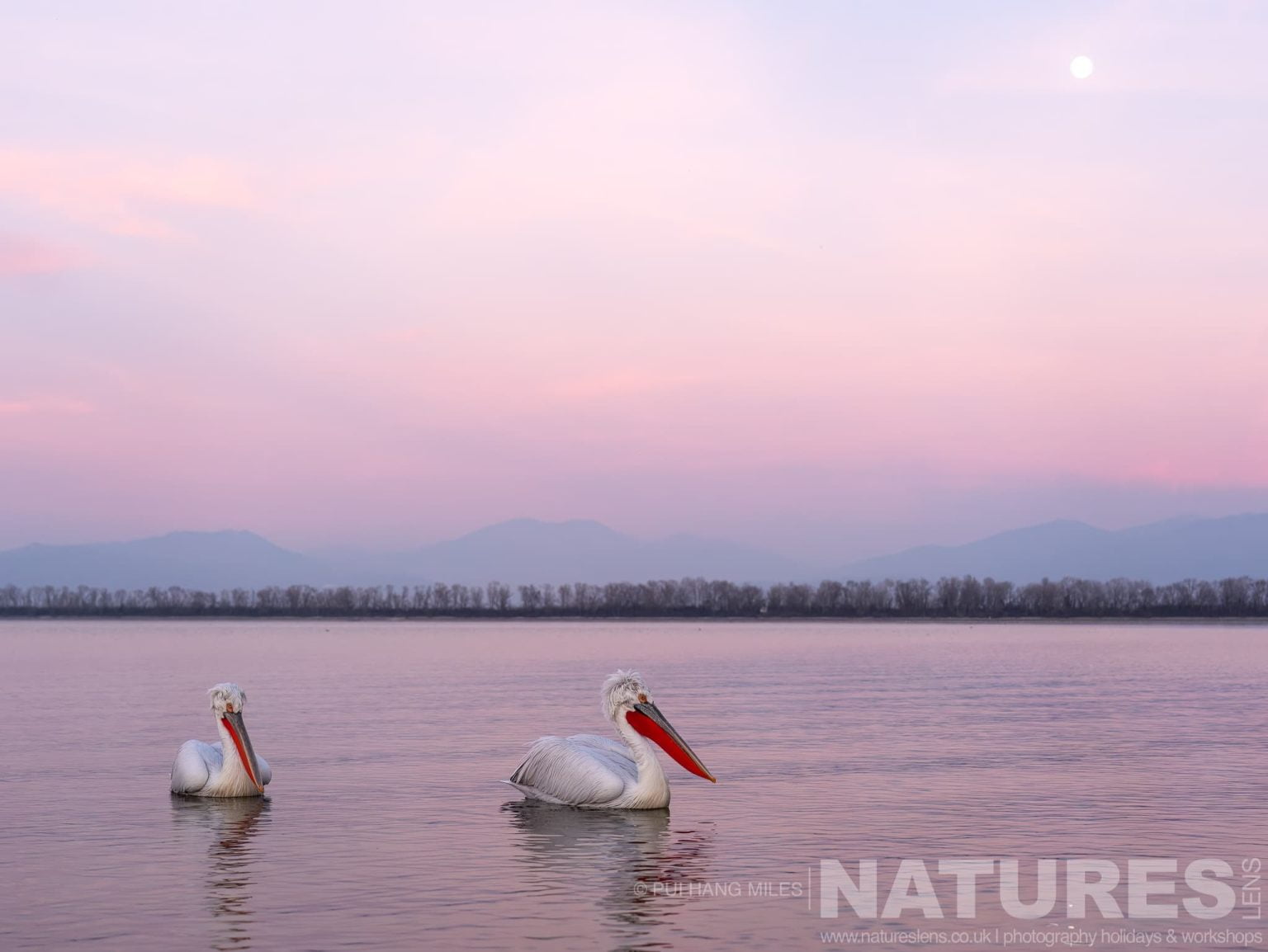 A Duo Of The Dalmatian Pelicans Of Greece Drifting On The Waters Of Lake Kerkini Under The Moon
