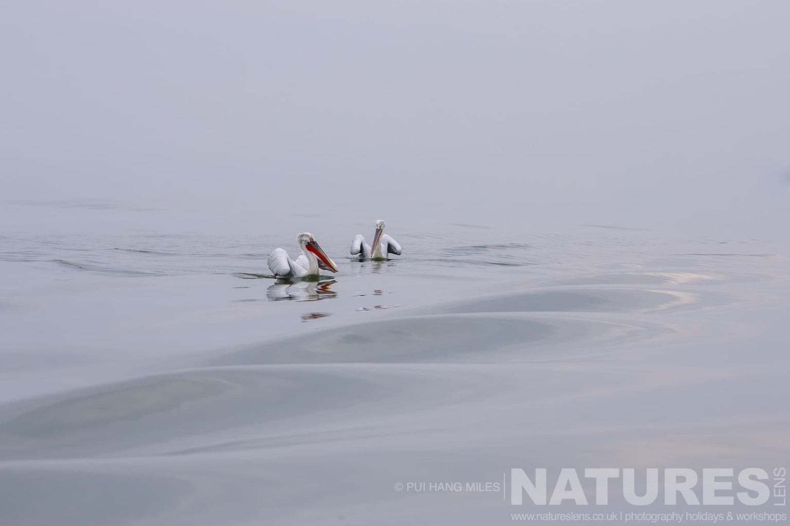 A Pair Of The Dalmatian Pelicans Of Greece Drifts On The Waters Of Lake Kerkini