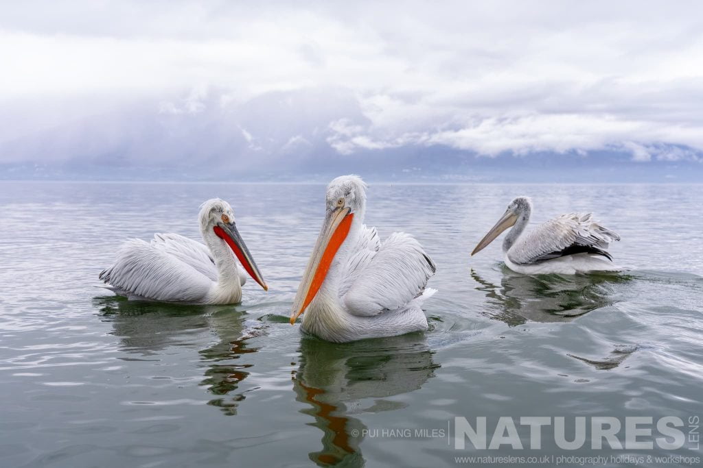 Join Us For The Pelicans of Lake Kerkini Photography Tour