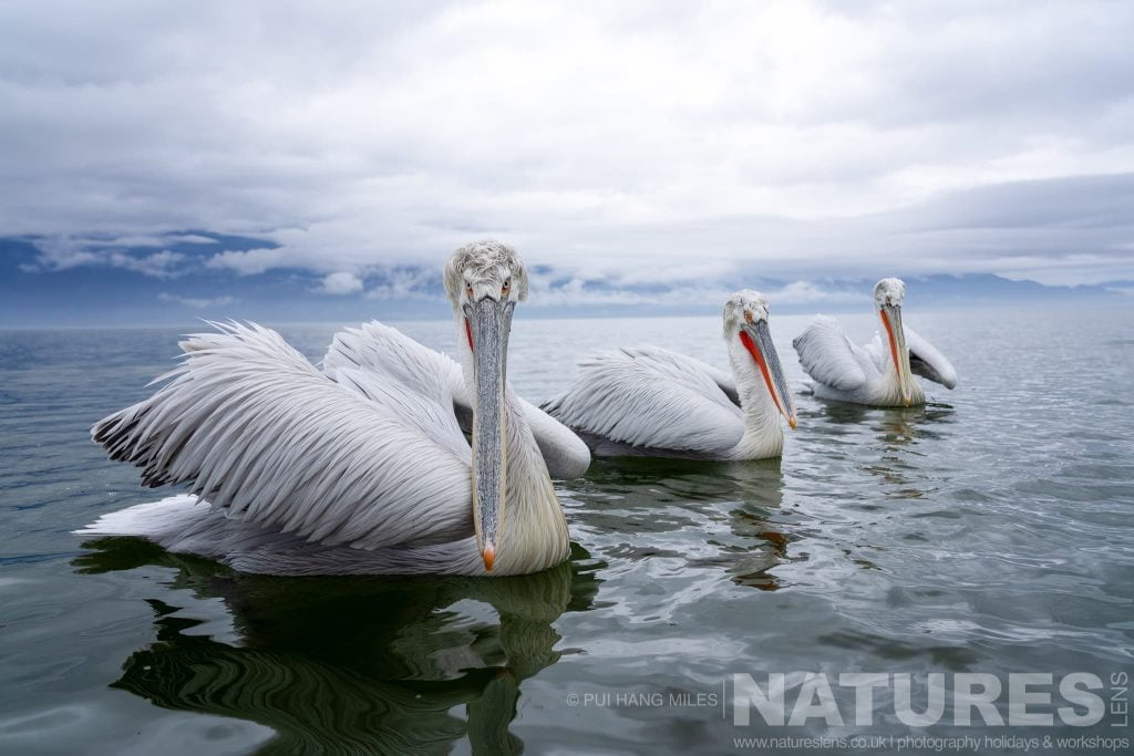 Join Us For The Dalmatian Pelicans of Lake Kerkini Photography Tour