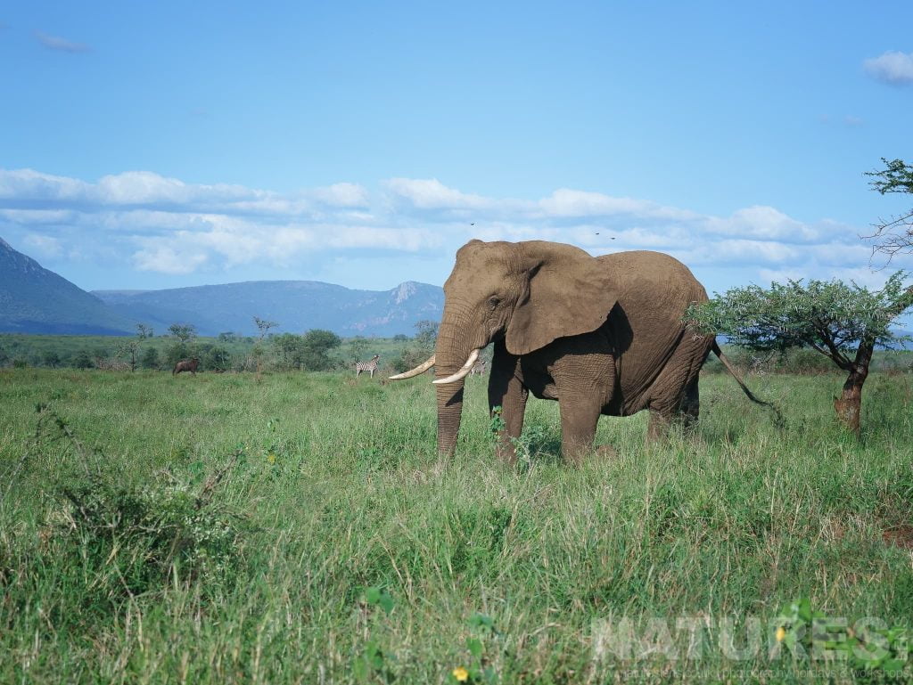 An Elephant Walkng In The Long Grass As Captured During The Natureslens Zimanga Wildlife Hides And Safaris Photography Holiday