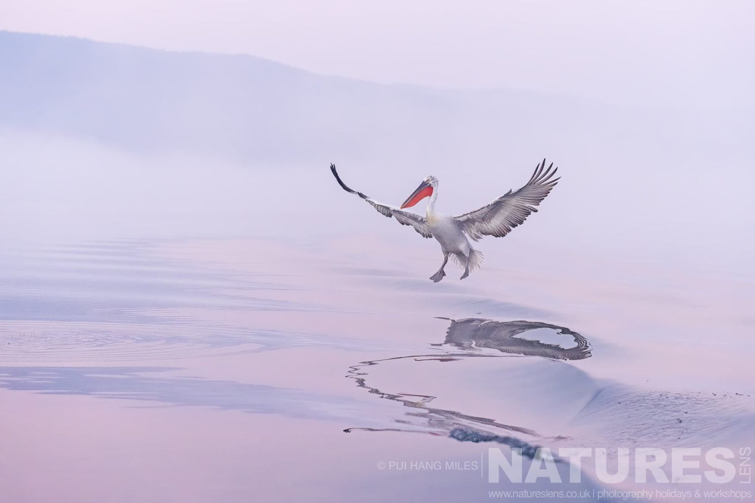 One Of The Dalmatian Pelicans Of Greece Comes In To Land On The Waters Of Lake Kerkini
