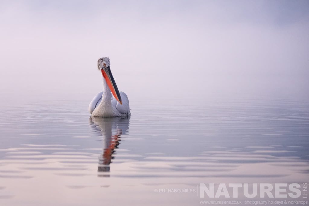 One Of The Dalmatian Pelicans Of Greece Drifts On The Waters Of Lake Kerkini