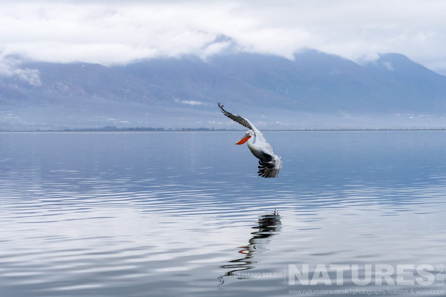 One Of The Dalmatian Pelicans Of Greece Flying Over The Waters Of Lake Kerkini