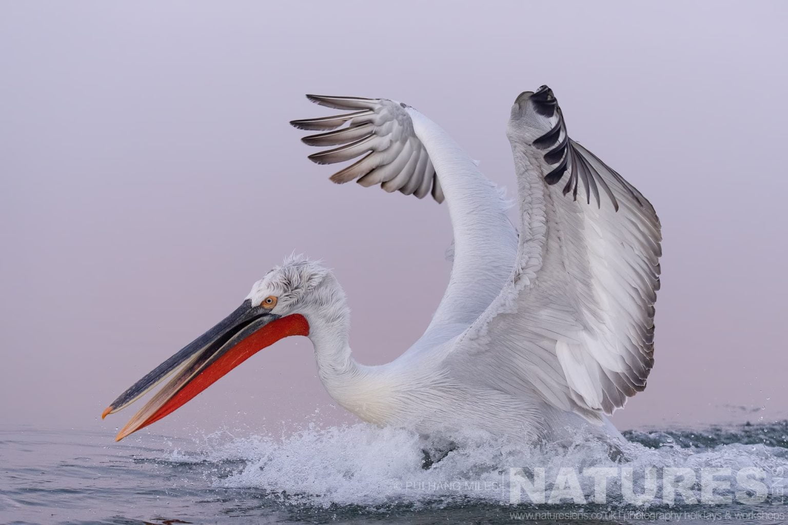 One Of The Dalmatian Pelicans Of Greece Makes A Splash As It Lands On The Waters Of Lake Kerkini