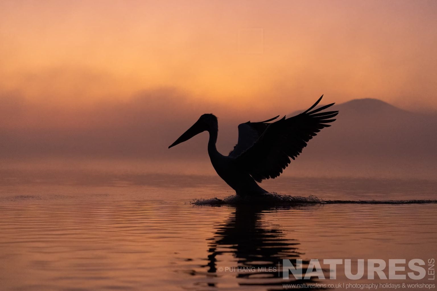One Of The Dalmatian Pelicans Of Greece Silhouetted As It Comes In To Land On The Waters Of Lake Kerkini At Sunrise