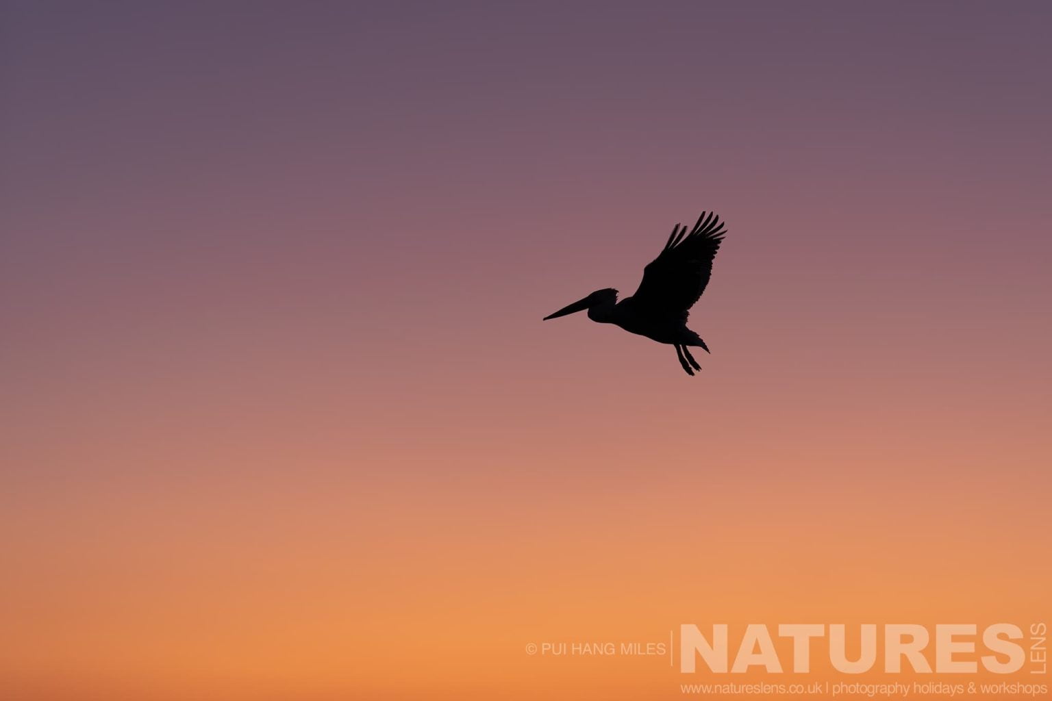 One Of The Dalmatian Pelicans Of Greece Silhouetted As It Flies In The Sky Above Lake Kerkini At Sunrise
