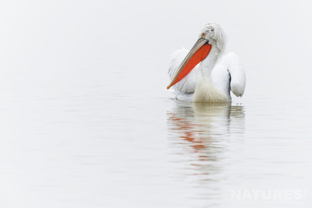 One Of The Greek Pelicans Of Lake Kerkini Drifts On The Dreamy Waters Of The Lake