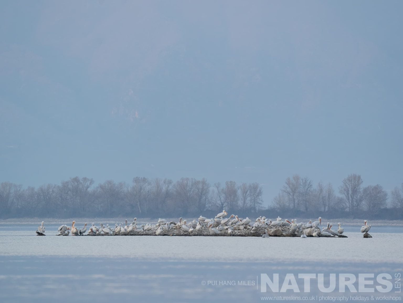 One Of The Nesting Platforms Built On The Lake Kerkini For The Pelicans Of Lake Kerkini
