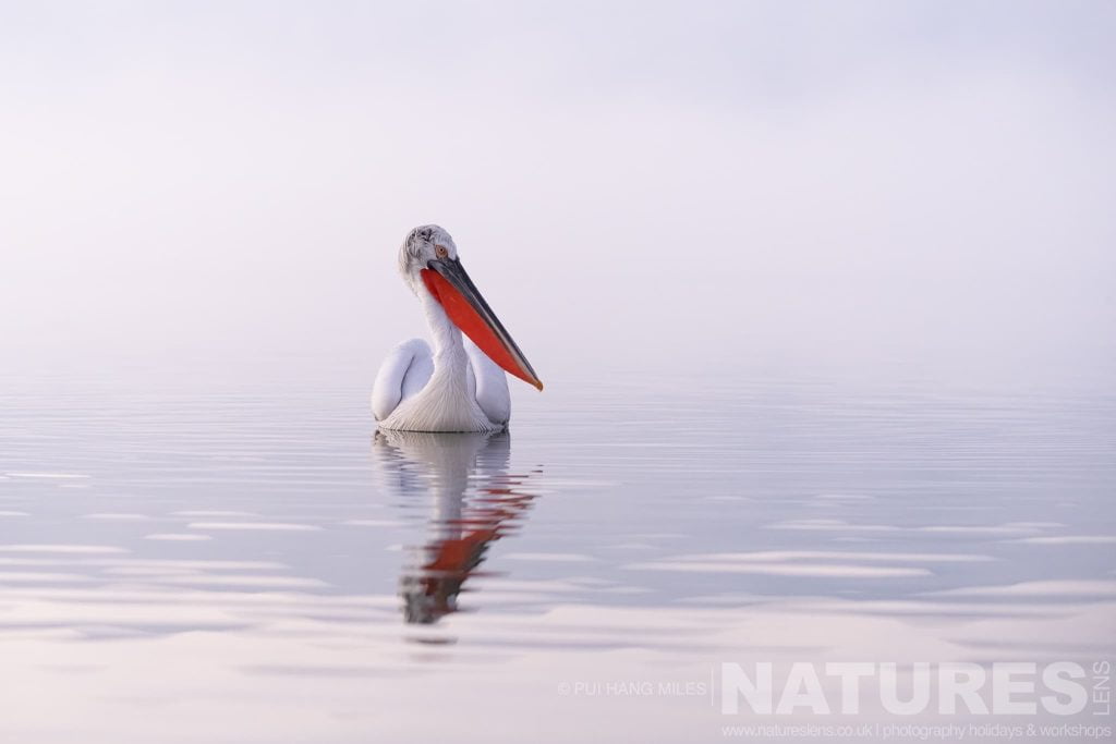 One Of The Pelicans Of Lake Kerkini Drifting On The Still Waters Of Lake Kerkini Pui Hang Miles – Lake Kerkini’s Pelicans – 2023