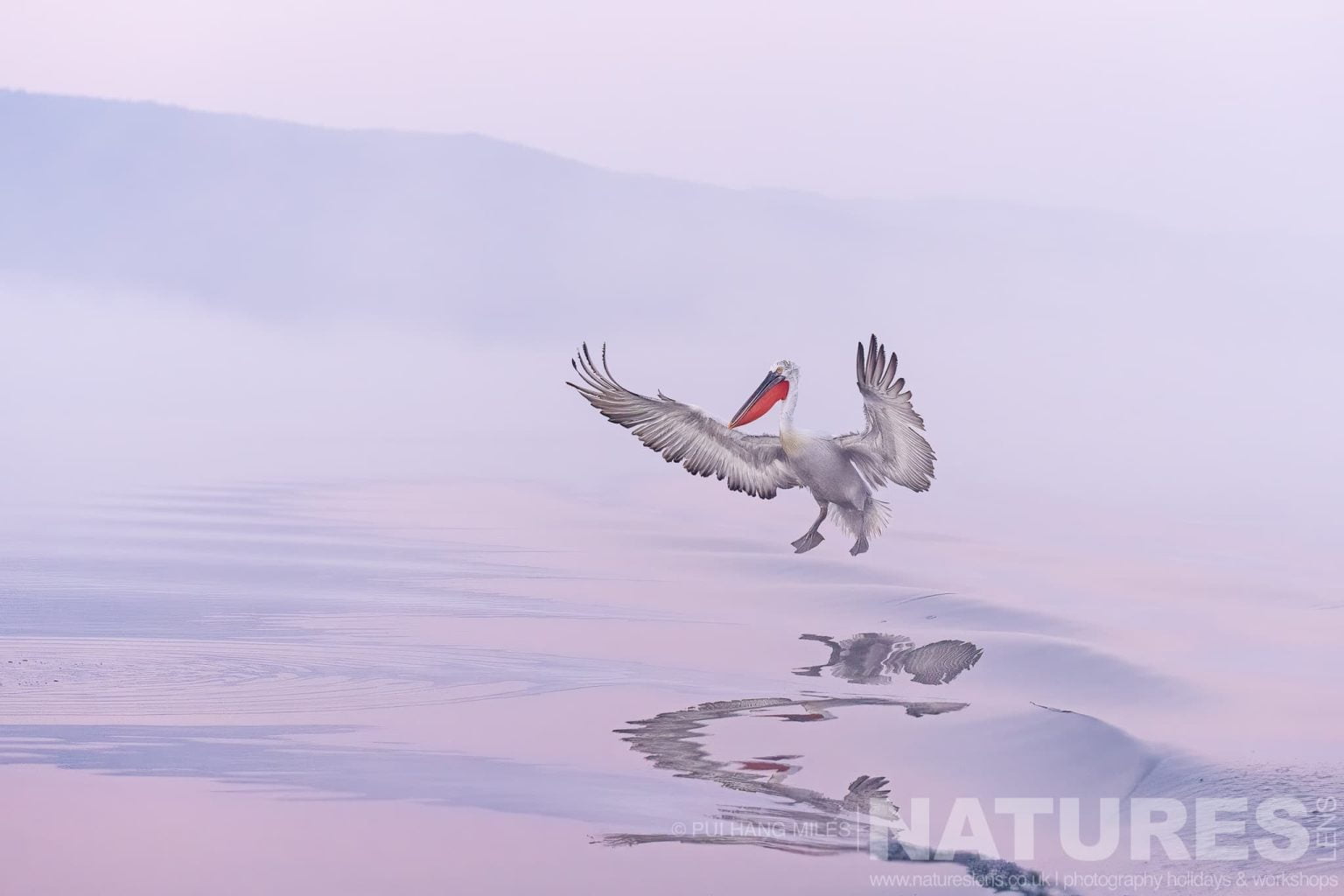 One Of The Pelicans Of Lake Kerkini Flying Over The Waters Of Lake Kerkini