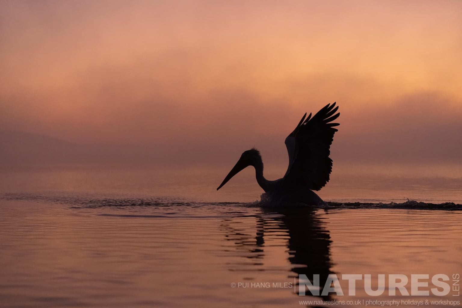 One Of The Pelicans Of Lake Kerkini Landing On The Waters Of Lake Kerkini At Sunrise