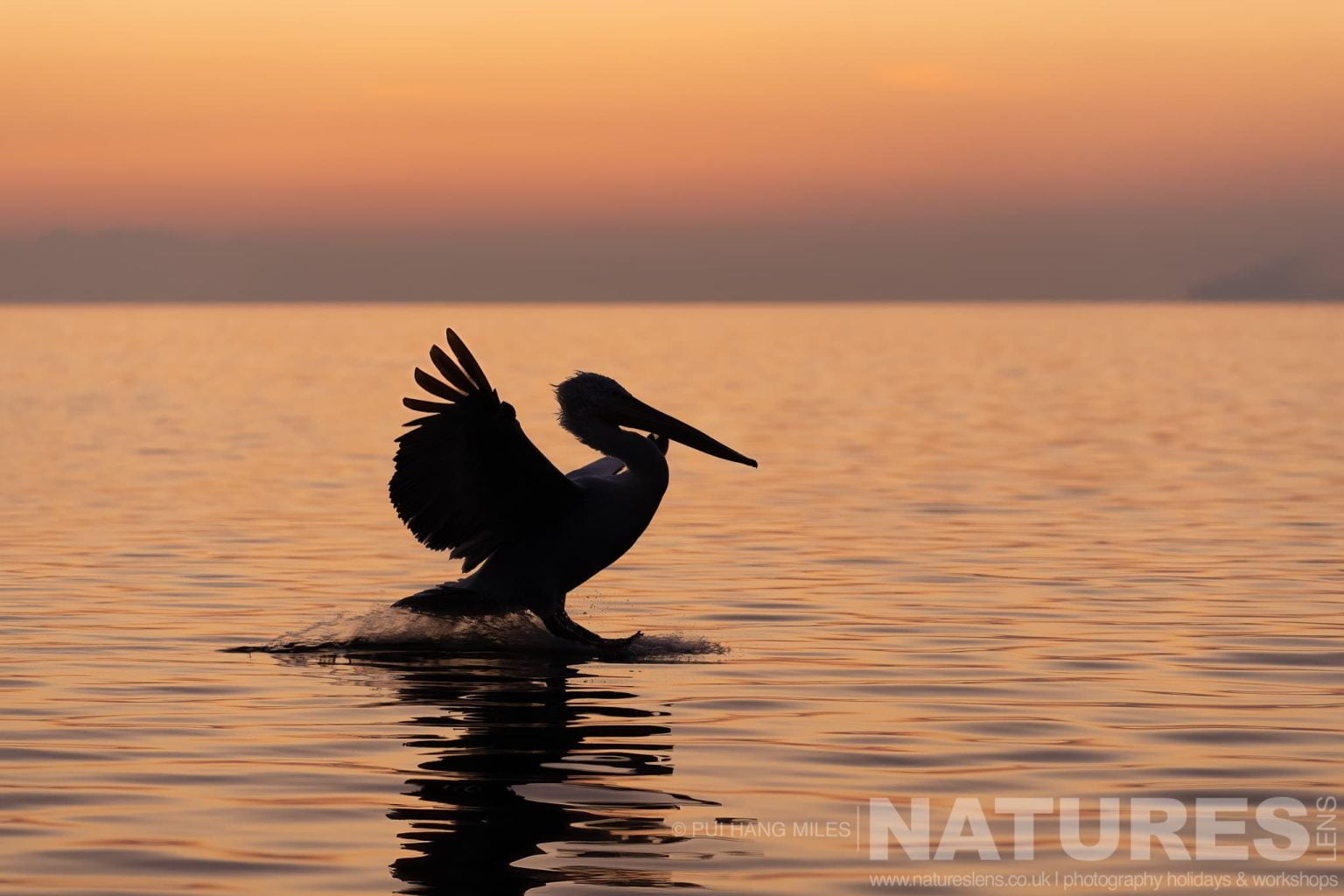 One Of The Pelicans Of Lake Kerkini Landing On The Waters Of Lake Kerkini Befire Sunrise