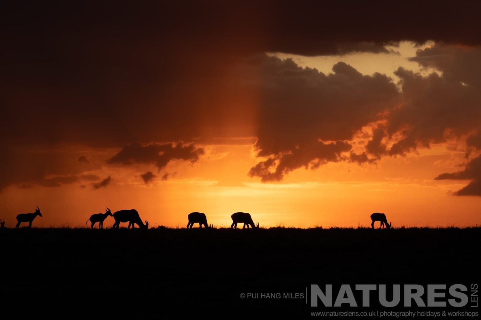 A Group Of Dramatically Silhouetted Topi As The Sun Rises Behind Photographed During A Natureslens Photography Holiday To Photograph The Wildlife Of The Maasai Mara