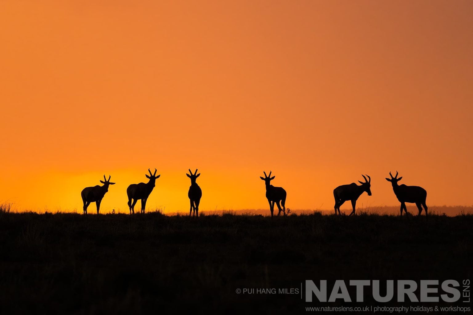 A Group Of Six Topi Silhouetted At Sunrise Photographed During A Natureslens Photography Holiday To Photograph The Wildlife Of The Maasai Mara