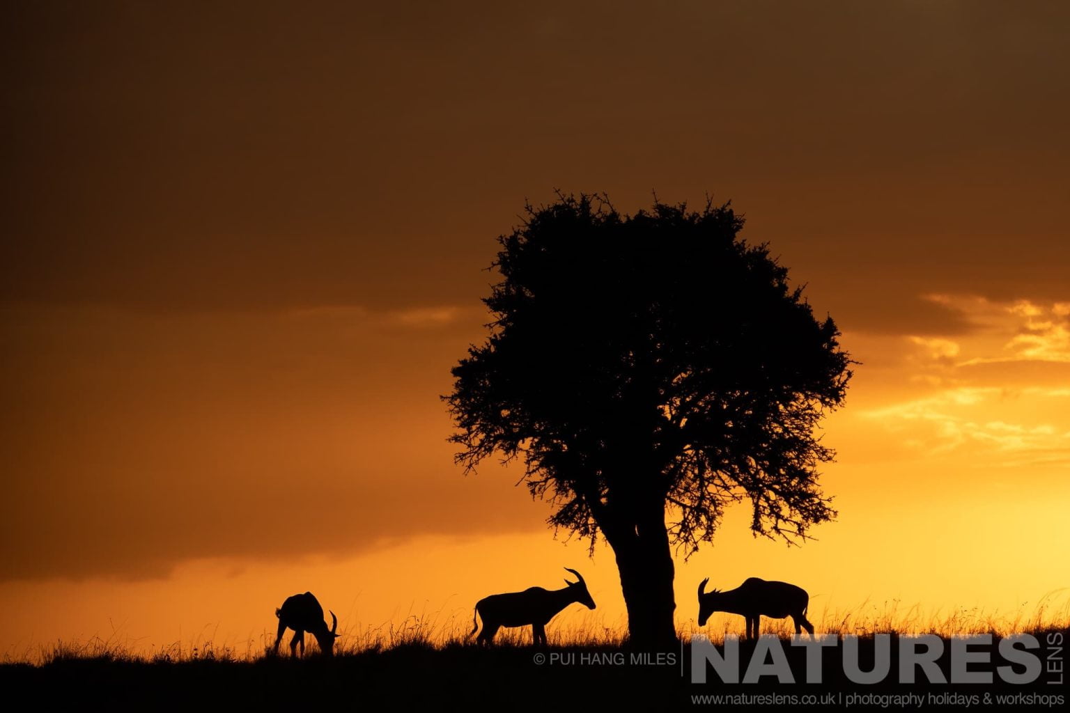 A Group Of Topi Around A Tree All Silhouetted At Sunrise Photographed During A Natureslens Photography Holiday To Photograph The Wildlife Of The Maasai Mara