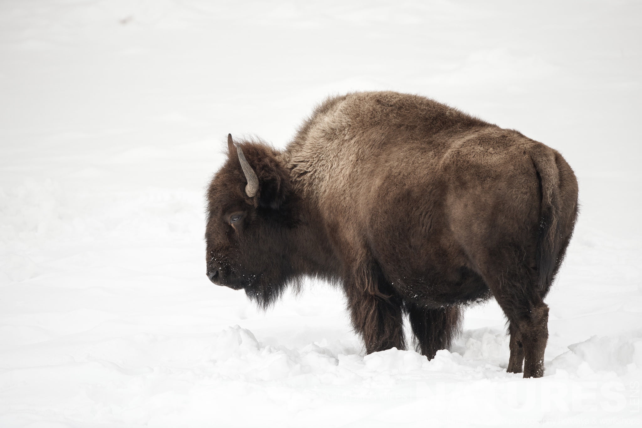 Join Us For The Winter Wildlife of Yellowstone Photography Tour