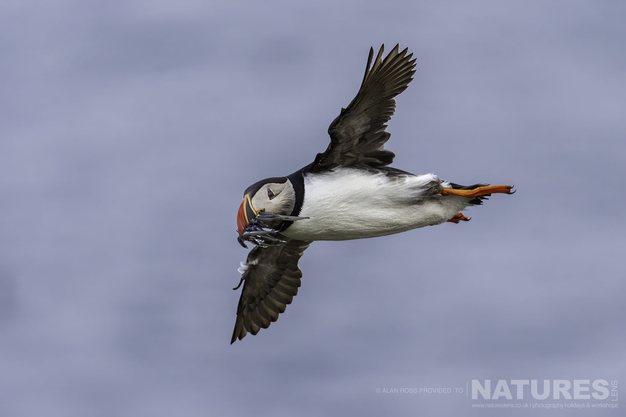 One Of Grimsey Island Puffins In Flight With A Mouthful Of Sand Eels