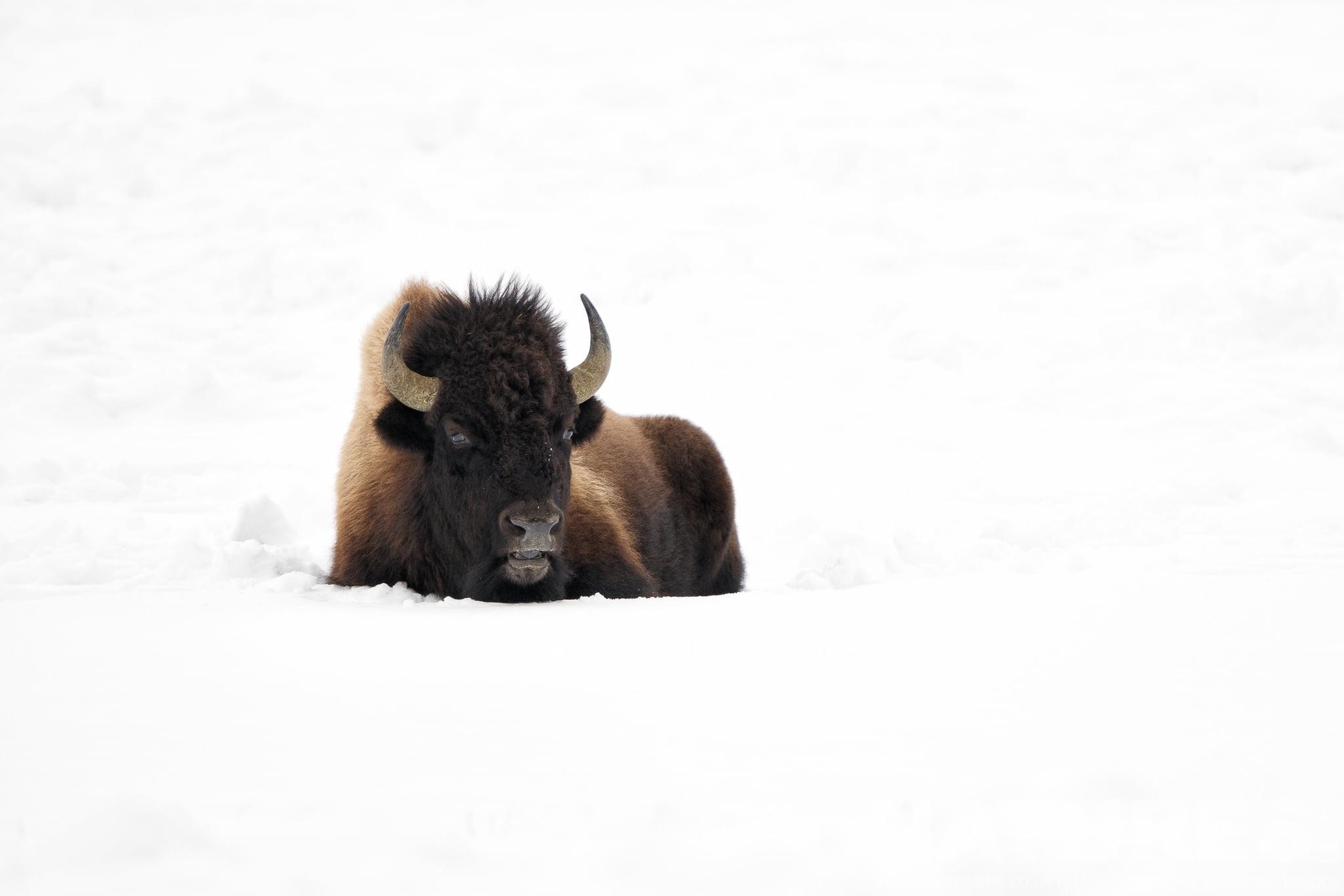 Yellowstone in Winter – Don’t Miss the Last Place with NaturesLens in {acf_year}