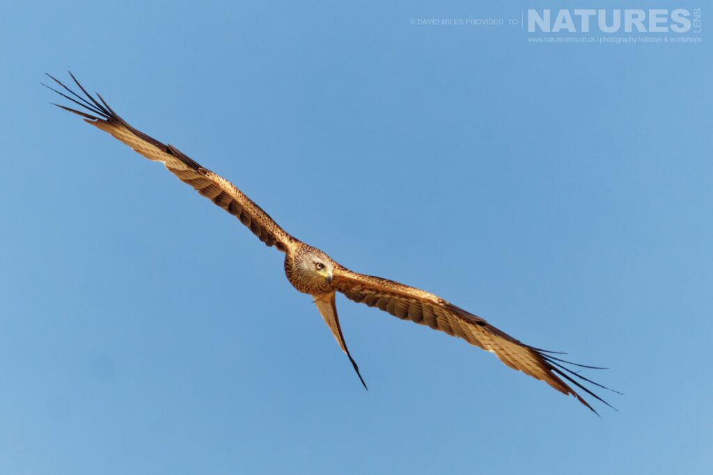 Join Us For The Birdlife of Northern Spain Photography Tour