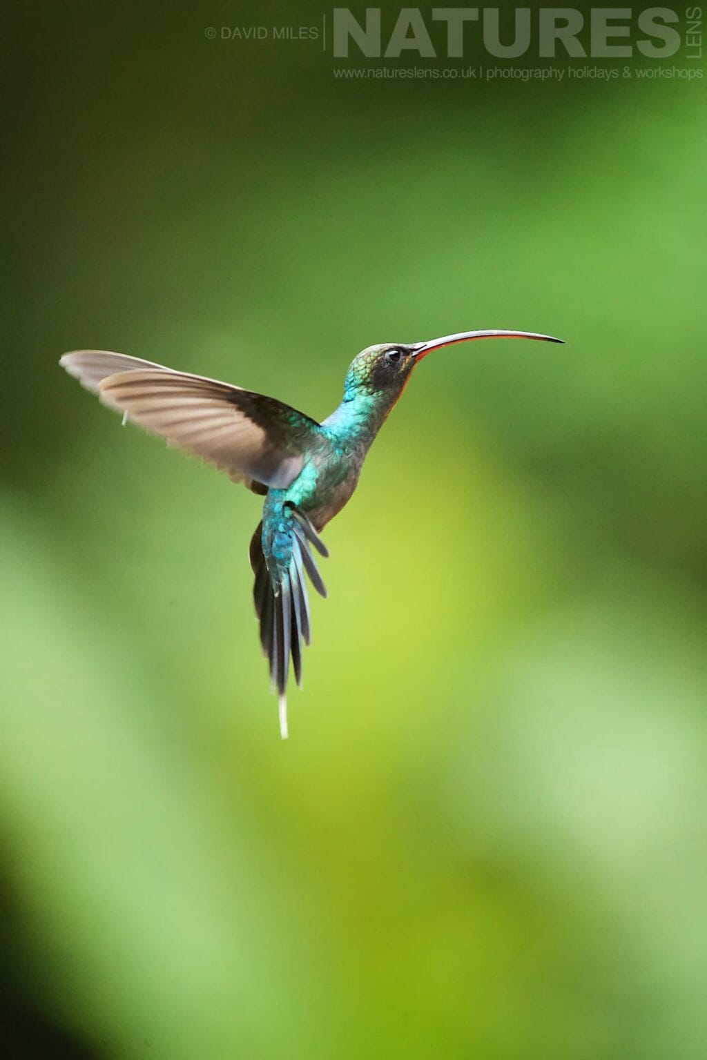 A Green Hermit Hummingbird Hovering In Mid Air Typical Of The Kind Of Image We Hope You Will Capture During Our Costa Rican Wildlife Photography Holiday