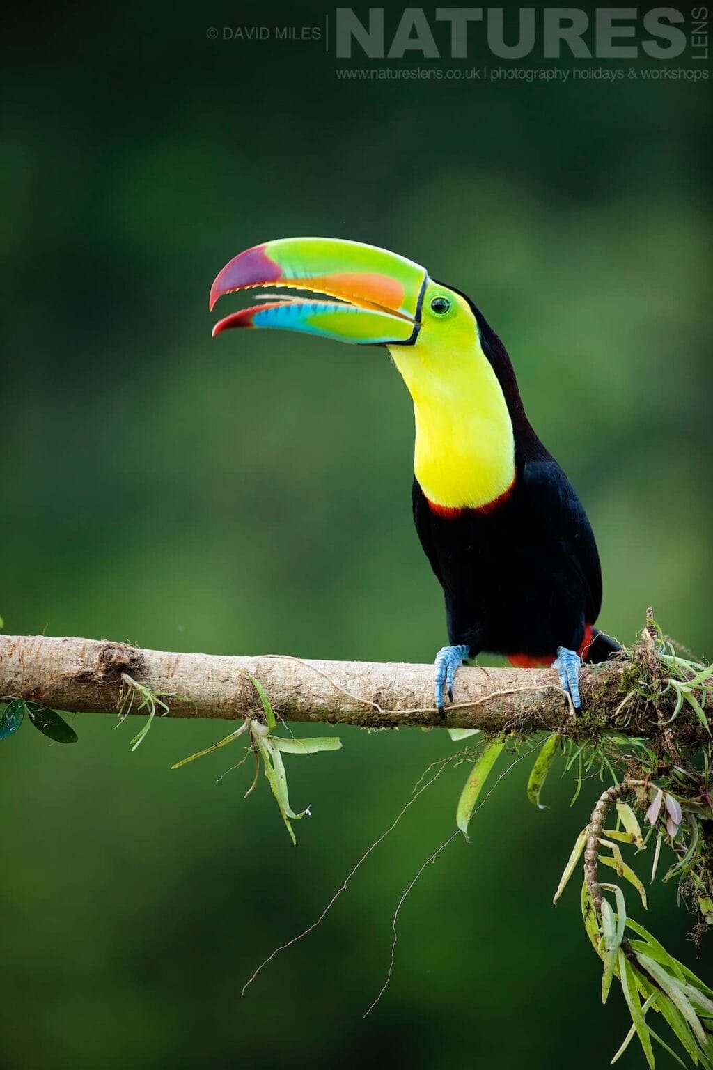A Keel Billed Toucan Opens His Beak Typical Of The Kind Of Image We Hope You Will Capture During Our Costa Rican Wildlife Photography Holiday