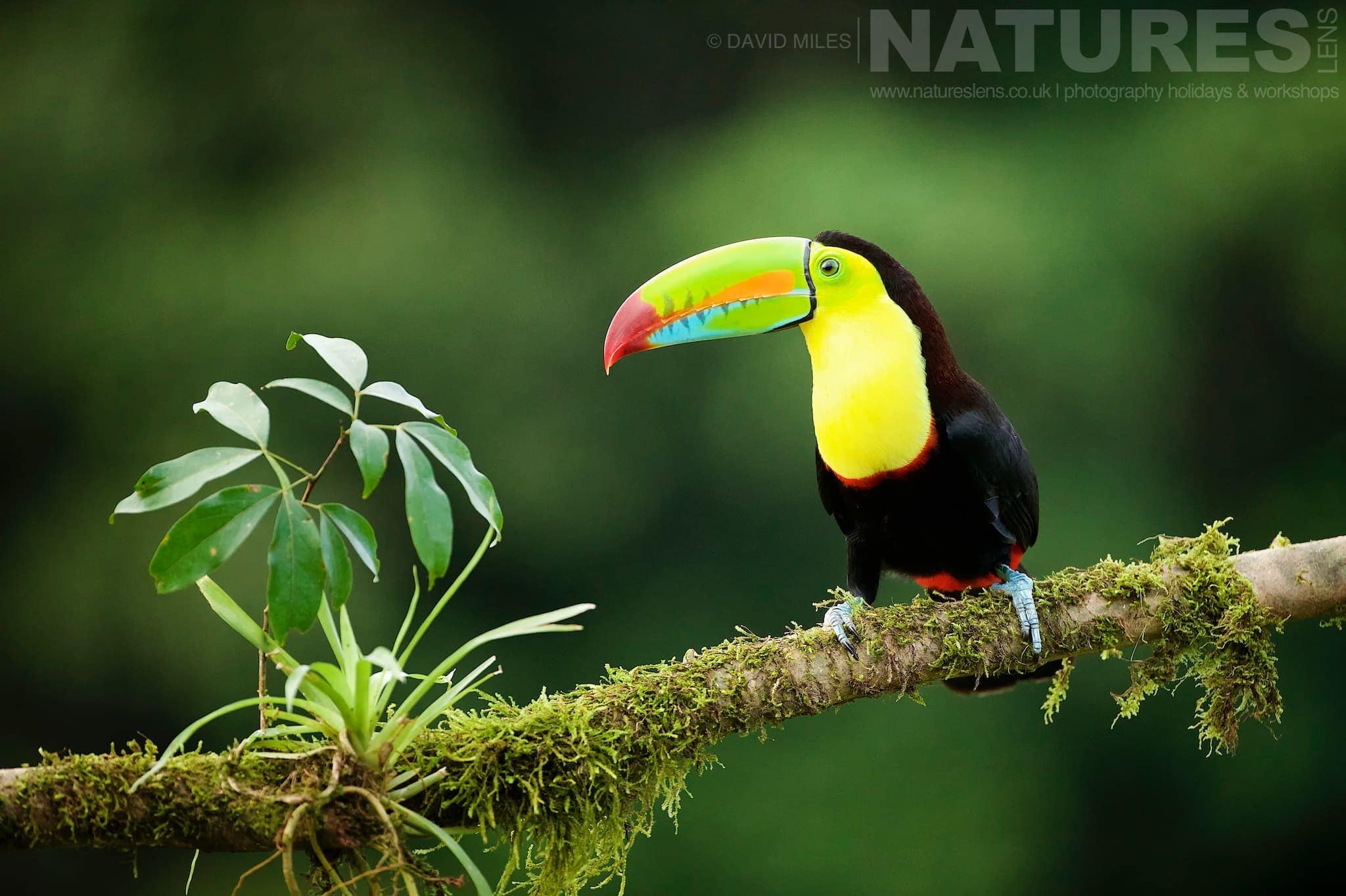 A Keel Billed Toucan Typical Of The Kind Of Image We Hope You Will Capture During Our Costa Rican Wildlife Photography Holiday A Keel Billed Toucan Typical Of The Kind Of Image We Hope You Will Capture During Our Costa Rican Wildlife Photography Holiday